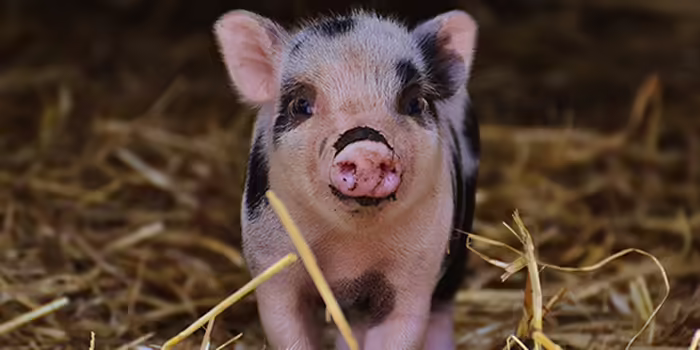 piglet with black spots