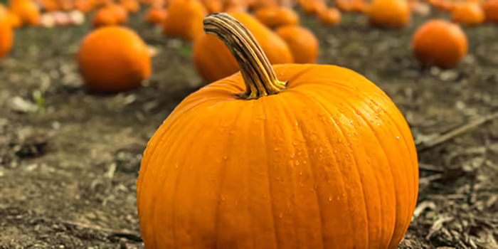 pumpkin in a field