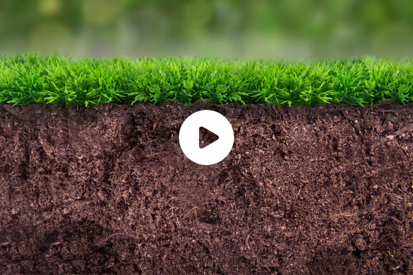 cross-section of soil with plants video