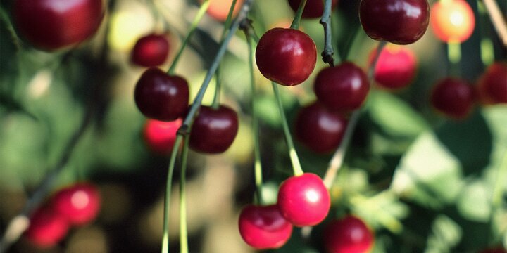 red cherries growing on a tree