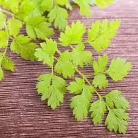 Chervil
