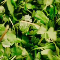 Cilantro