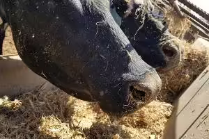 cows eating feed in trough