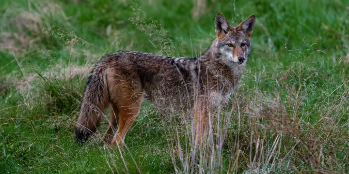 Coyote in green grass