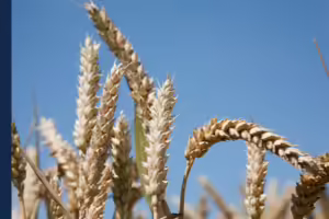 top of wheat in a field looking up at the sky