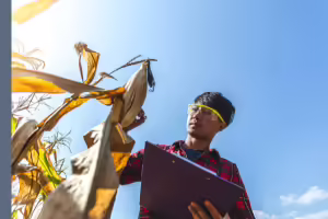 asian male with a clipboard examining a stalk of corn in a field