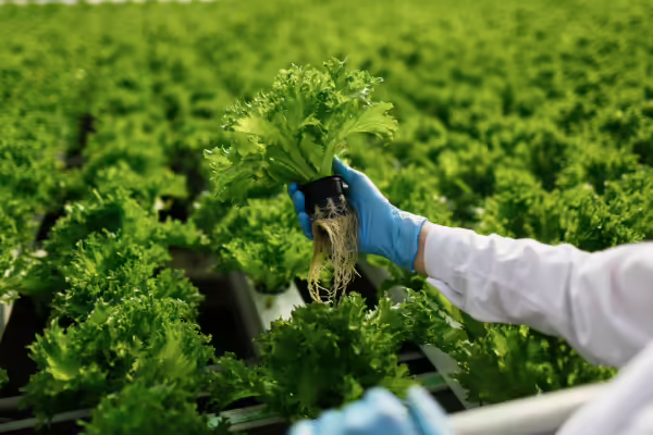 A scientist looking at a plant 