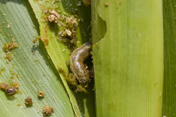 corn fall army worms