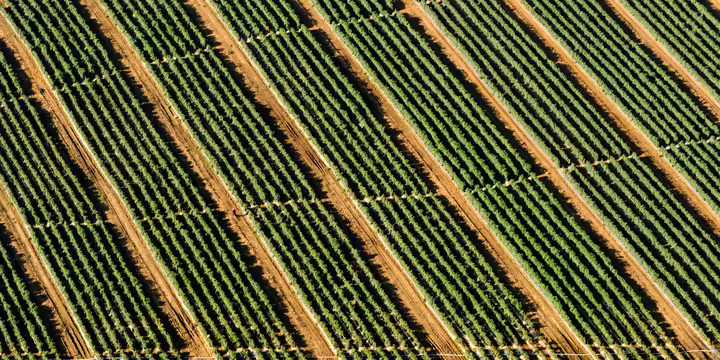 green crops growing in a field