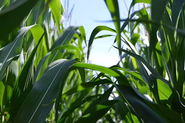 corn plant