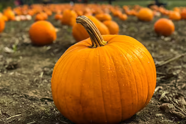 pumpkin field