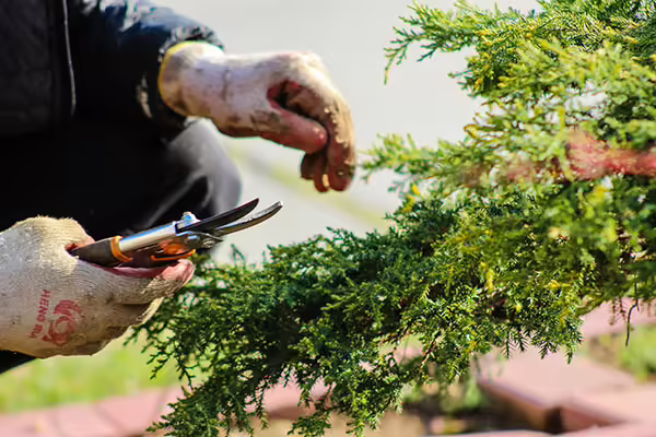 gloved hands pruning 