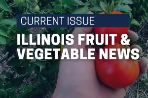 hand hold tomatoes with plant in background