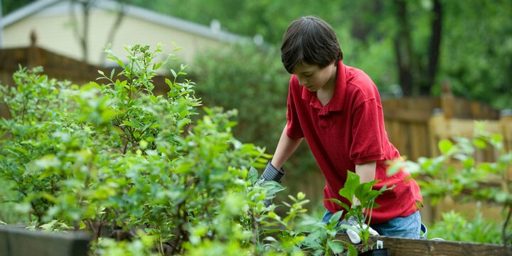 Youth with brown hair and red shirt digging in garden