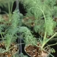 dill herb plant