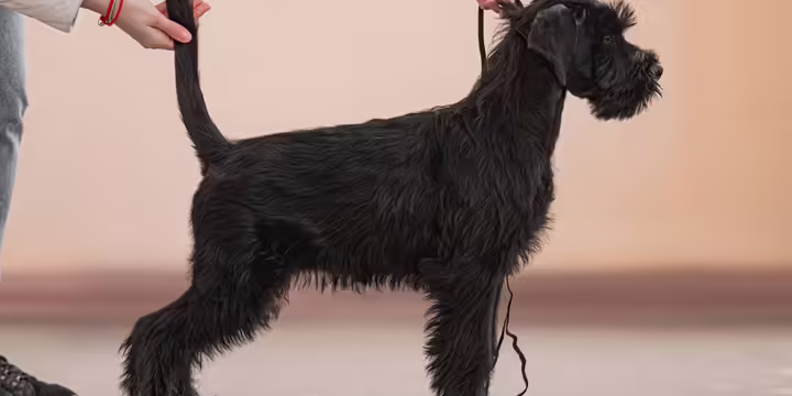 A dog in a show stance 