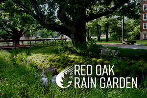 garden walk and bridge