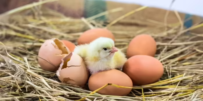 A baby chick hatching from an egg