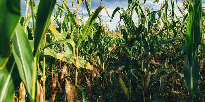 corn crops in a field