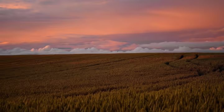 field at sunset