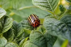 bug on plant