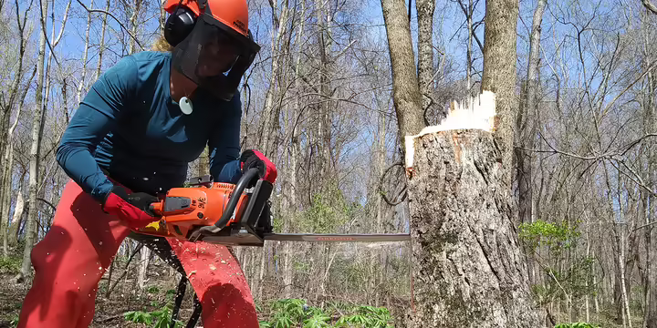 A person in safety gear uses a chainsaw to cut a tree