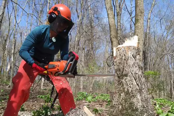 woman in safety gear uses chain saw to cut tree trunk