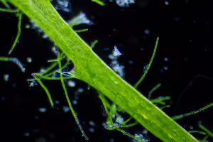 close up view of plant stem
