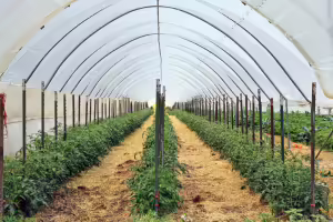rows of plants growing inside high tunnel