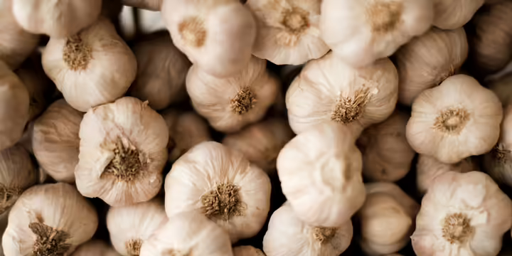 Garlic bulbs