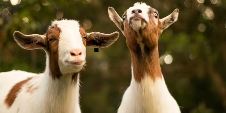Two white and brown goats