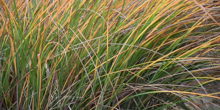 ornamental grass