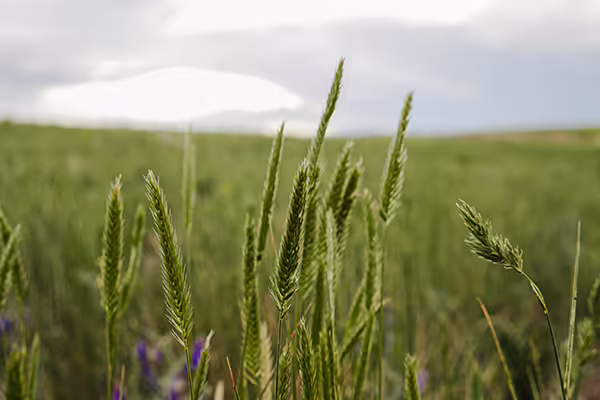 prairie grass