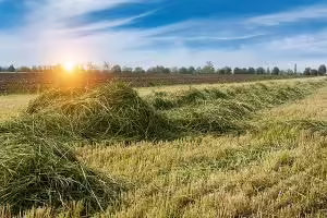 cut hay field