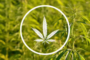 Hemp logo