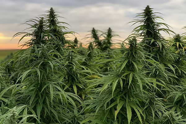 hemp growing in field