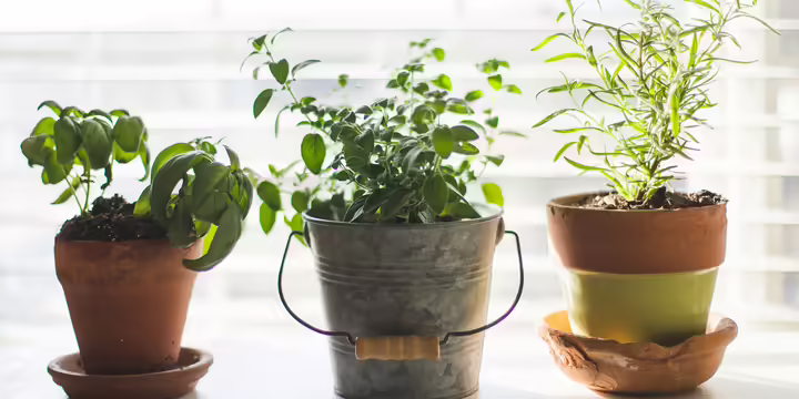 herbs growing in three pots
