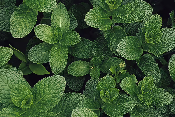 mint herb plants