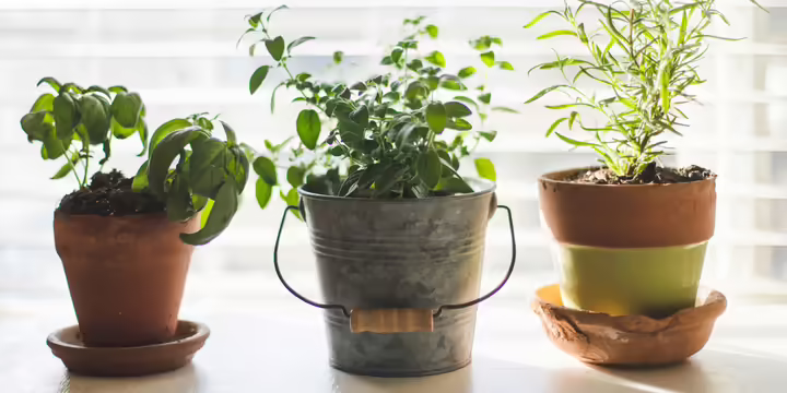 herbs planted in three pots