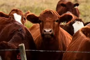 shorthorn cattle in pasture