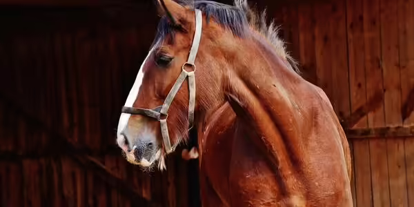 horse looking sideways in barn