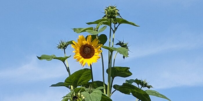 sunflower with blue sky