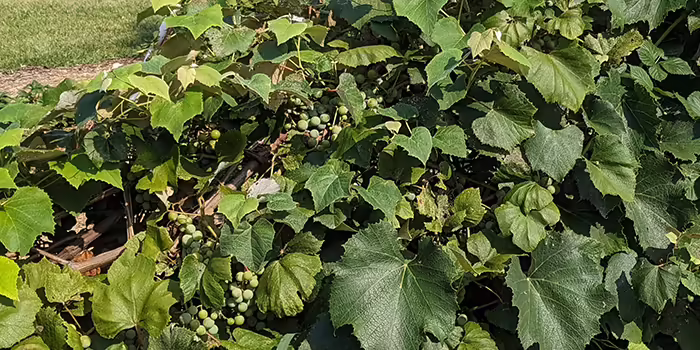 green grapes growing on a vine