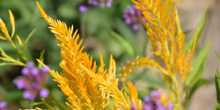 pretty orange and purple flowers