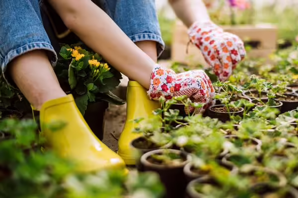 hands in gardening gloves working with plants