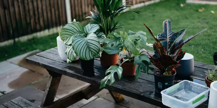 Housplants sitting on a bench outside