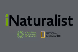 black and green letters grey background