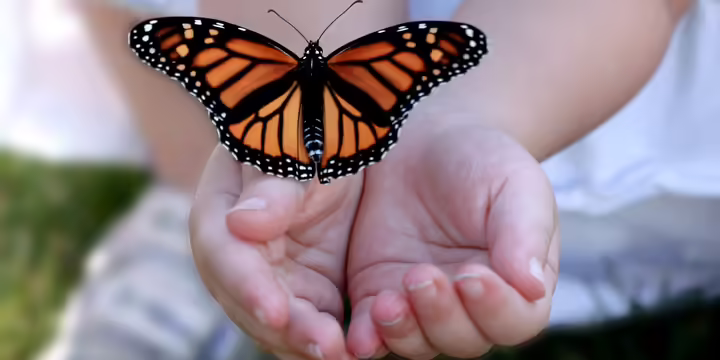 A child with open hands catching a monarch butterfly 