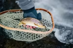 Brown trout in fishing net