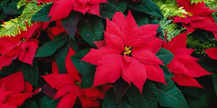 red poinsettia plants 